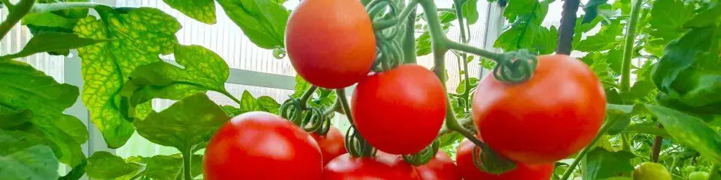 Šiltnamių-laistymo-sistemos-kaina