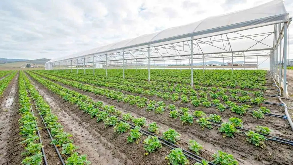 Lašelinis laistymas geras derlius ūkininkams taupo 70% vandens ir 50% derliaus padidėjimą