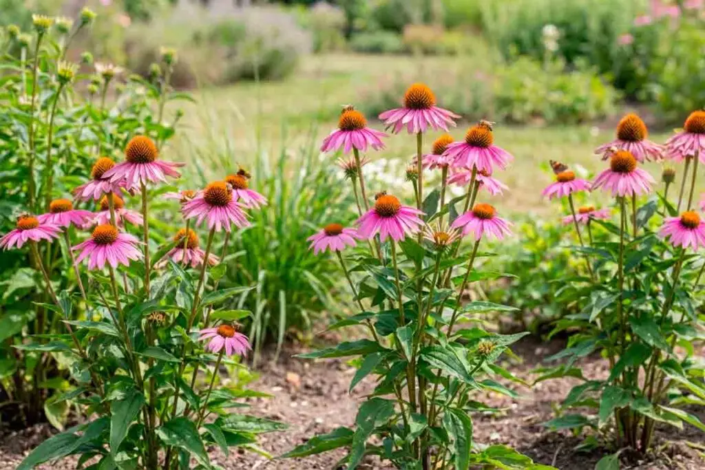 Ežiuolė (Echinacea)