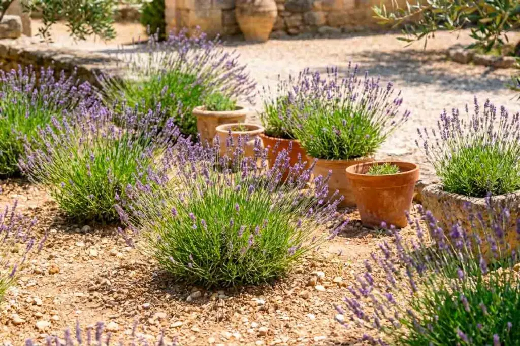 Levanda (Lavandula angustifolia)