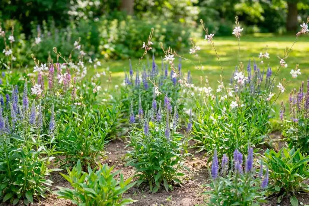 Veronika (Veronica) ir Gaura